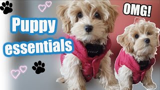 Things to Buy your New Puppy 🐶 PUPPY ESSENTIALS [upl. by Zandt871]