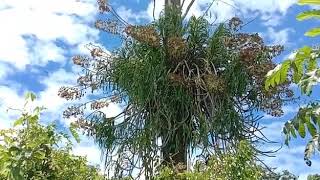 Anggrek tebu Grammatophyllum speciosum sedang mekar [upl. by Amil]