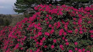 Aerial flyover of Rhododendrons at Caerhays [upl. by Janelle740]