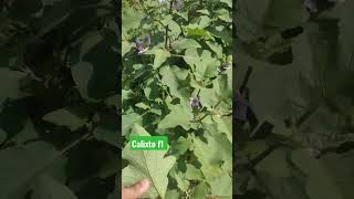 Calixto f1 Update🍆🍆🍆 talong eggplant calixto talongfarming farming thrips bumberongfarmertv [upl. by Derr446]