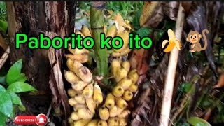 Saging sa Bakuran 🍌🍌🍌 [upl. by Strade]