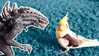 DinoMania  Zilla vs Cockatiel  Monsters Fight [upl. by Ahearn]