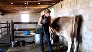 Cattle Eating Hay Carefulhypnotic [upl. by Gratia]