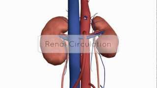 Renal CirculationBlood Supply  Anatomy Tutorial [upl. by Modestine]