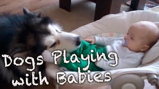 Dogs Playing With Babies Compilation [upl. by Elleinwad]