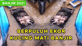 Info Banjir 2012  Berpuluh Kucing Mati Selepas Banjir [upl. by Enimzzaj]