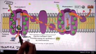 Photosystem 2 and Photosystem 1 [upl. by Ribaj]