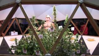 CIATV  Cannabisblüten auf der Cultiva Hanfmesse 2016 [upl. by Eniliuqcaj308]