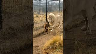 Kangal vs Aslan Sizce Kim Kazanır 😳 shorts [upl. by Leticia]