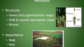 Mosses Liverworts and Hornworts Chapter 4 Section 3 [upl. by Ahsiral]