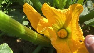 74  Floraison et pollinisation des courgettes [upl. by Aguste235]