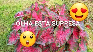 como encontrar plantas abandonadas nas ruas da cidade caladium xanthosoma taioba flores de canarana [upl. by Nosredneh]