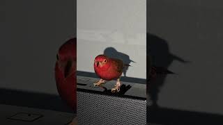 RedBilled Firefinch On A Speaker  Senegal Firefinch  Cock  African Finches [upl. by Htiekal55]