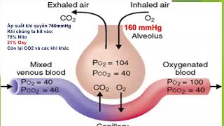 Arterial blood gas  Basic SaO2 PaO2 SpO2 FiO2  Thanh Trung [upl. by Aneelak]