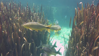 Piscinas Naturais [upl. by Mcdonald]