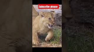 lion cubs playing mom । lion cubs playing with mom and dad । youtube shorts [upl. by Gamaliel976]