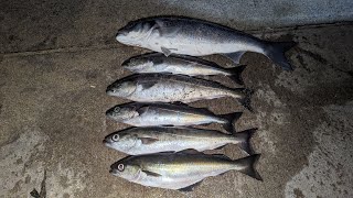 What a difference a week makes 🎣 Hauling bass and coalies on my local 🐟Anglesey beach fishing [upl. by Giark]