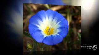 Convolvulus  garden plants [upl. by Etaner]