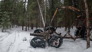 Harvesting wind blown trees 550xp mk II Zetor 8045 [upl. by Ocicnarf435]