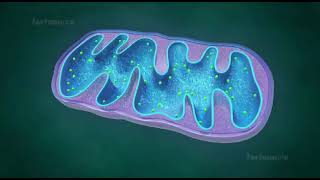 mitochondria animation II mitochondria is the powerhouse of the cell II mitochondria class 11 [upl. by Dennie]