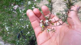 DIOSME DIOSMA ALIENTO DEL CIELO BLANCO PROPIEDADES MÁGICAS PARA DINEIROS [upl. by Eedyah]