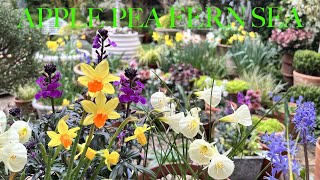 Our March Garden Tour of Joyful Spring Flowers amp Colourful Bulb Container Display in a Small Space [upl. by Kitchen]