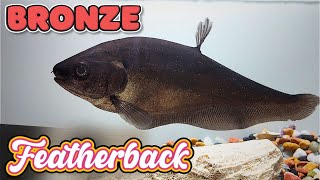 Bronze Featherback Care Guide Stunning Knife Fish [upl. by Okimuy]