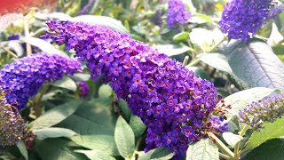 Buddleia Pugster Blue® Amazing Proven Winners® Butterfly Bush  Huge Dark Blue Blooms Dwarf Plant [upl. by Nwahsid]