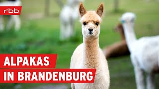 Alpakas HanfAnbau und BioRinder  auf dem Land in Brandenburg  Reportage  Doku [upl. by Bernard764]