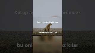 Kutup Ayıları Neden Görünmez Şaşırtıcı Gerçek 🐻‍❄️ shorts [upl. by Lalittah]