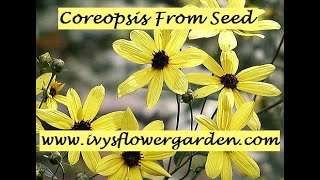 Starting Coreopsis from Seed Part 2 [upl. by Kirimia]