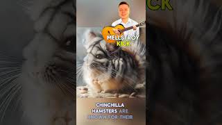 Longtailed chinchilla hamster🐹hamster chinchilla longtail youtubeshorts interestingfacts like [upl. by Ibbor559]