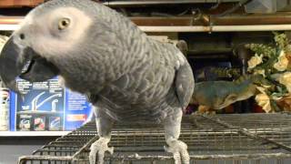 Romeo The Talking African Grey Parrot Part 1 Introducing the Pet Congo  Aiman amp His Pets Series [upl. by Nostaw]