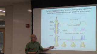 Feb 18 2020 Somatosensory System [upl. by Mendy]