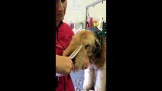 Airedale Terrier Grooming Pet head  Dogs Delight [upl. by Mendel]