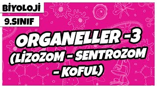 9 Sınıf Biyoloji  Organeller 3 Lizozom – Sentrozom – Koful [upl. by Solita]