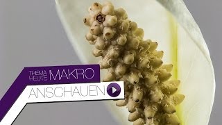 Bessere Makrofotos mit FOCUS STACKING  Praxisvideo TUTORIAL [upl. by Theresa]