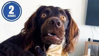 CLASSIC Dog Videos 🐶 🤣  2 HOURS of FUNNY Clips [upl. by Kirat]