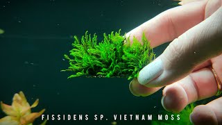 Fissidens sp Vietnam moss  Мох Вьетнам [upl. by Aracat]