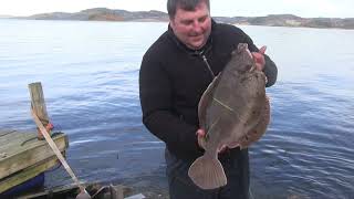 Fishing for big plaice in Norway from the shore [upl. by Madancy]