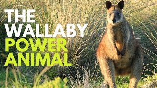 The Wallaby Power Animal [upl. by Avi607]