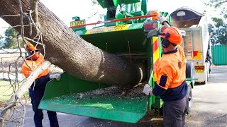 Extreme Dangerous Wood Chipper Machines Technology Fastest Tree Shredder Working and Woodworking [upl. by Nassah188]