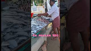 Mean kachavadamreels fish kachavadam uppaummakkalum 935  reels  videos [upl. by Euseibbob640]