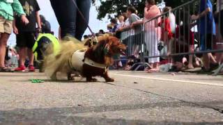 Vampire Diaries star Ian Somerhalder leads Mardi Paws parade in Mandeville [upl. by Nwahsak850]