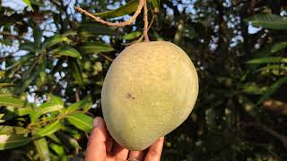 Arambakkam banganapalli mango ஆரம்பாக்கம் பங்கனப்பள்ளி மாங்கனி manga mango [upl. by Eeryk]