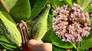 Wild Food Foraging Common Milkweed [upl. by Irbmac918]