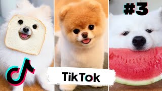 Perros Graciosos De TikTok Que Te Harán Reír A Carcajadas 😂 [upl. by Turro]