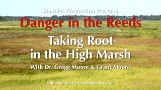 Taking Root in the High Marsh with Dr Moore Danger in the Reeds [upl. by Novello]