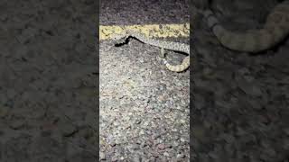 diamondback rattlesnake [upl. by Aisatana944]