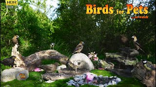 Birds for all Pets to watch  4K HDR  CATs tv [upl. by Yrekaz]